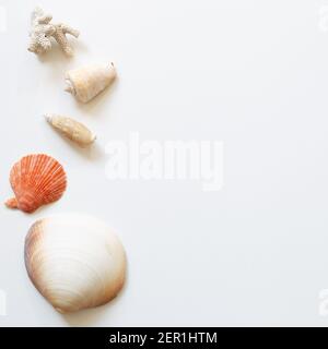 Shellfish on white background. summer marine decoration. flat lay, top view, copy space Stock Photo