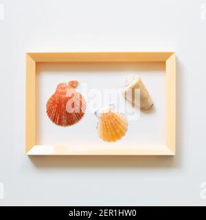 Shellfish on white background. summer marine decoration. flat lay, top view, copy space Stock Photo