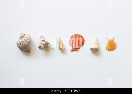 Shellfish on white background. summer marine decoration. flat lay, top view, copy space Stock Photo