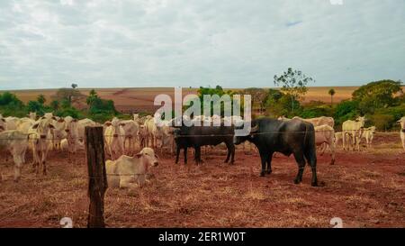 Group of cowns on farmland - Various types of cows in the pasture Stock Photo