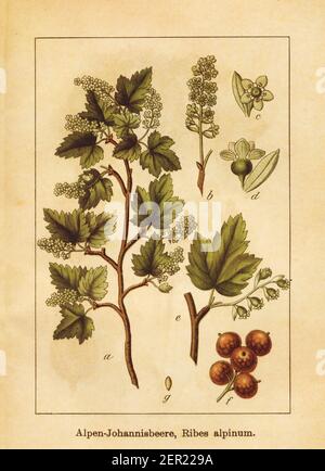 Antique illustration of a ribes alpinum, also known as alpine currant. Engraved by Jacob Sturm (1771-1848) and published in the book Deutschlands Flor Stock Photo