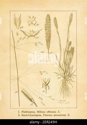 Antique illustration of a milium effusum (also known as American milletgrass) and phleum arenarium (also known as sand catstail or sand timothy). Engr Stock Photo