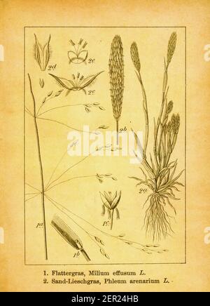 Antique 19th-century engraving of American milletgrass and sand timothy. Illustration by Jacob Sturm (1771-1848) from the book Deutschlands Flora in A Stock Photo
