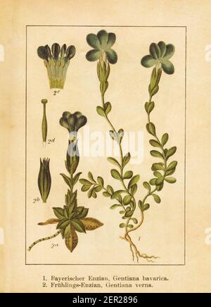 Antique illustration of a gentiana bavarica (also known as Bavarian gentian) and gentiana verna (also known as spring gentian). Engraved by Jacob Stur Stock Photo