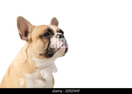 portrait of french bulldog wear white bowtie isolated on white background, pets and animal concept. Stock Photo