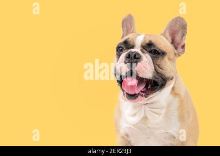 Cute french bulldog dog wearing white bowtie,sticking out tongue and yawning isolated on  yellow background, pets and animal concept. Stock Photo
