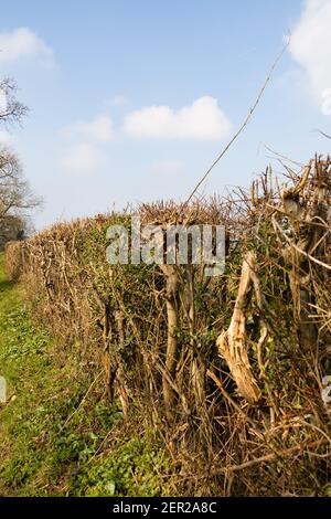Recently cut countryside field boundary hedgerow. Barkston village, Grantham, Lincolnshire, England Stock Photo