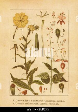 Antique illustration of an oenothera biennis (also known as common evening primrose or evening star) and circaea lutetiana (also known as enchanter's Stock Photo