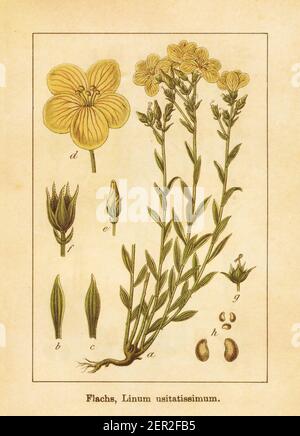Antique illustration of a linum usitatissimum, also known as common flax, flax or linseed. Engraved by Jacob Sturm (1771-1848) and published in the bo Stock Photo