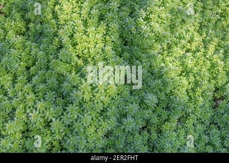 New Spring growth Hedge Bedstraw / Galium mollugo in shaft of sunlight.  Medicinal plant once used in herbal remedies. Related to Cleavers, G. aparine Stock Photo