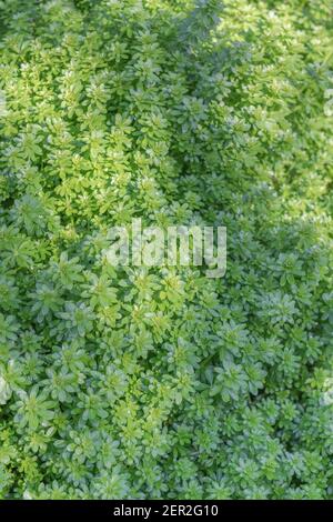 New Spring growth Hedge Bedstraw / Galium mollugo in shaft of sunlight.  Medicinal plant once used in herbal remedies. Related to Cleavers, G. aparine Stock Photo