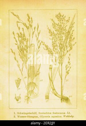 Antique engraving of common rivergrass and reed mannagrass. Illustration by Jacob Sturm (1771-1848) from the book Deutschlands Flora in Abbildungen na Stock Photo