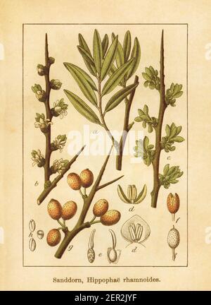 Antique illustration of a hippophae rhamnoides, also known as common sea-buckthorn or seaberry. Engraved by Jacob Sturm (1771-1848) and published in t Stock Photo