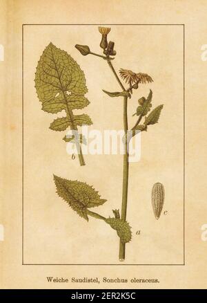 Antique illustration of a sonchus oleraceus, also known as common sowthistle, sow thistle, smooth sow thistle, annual sow thistle, hare's colwort, har Stock Photo