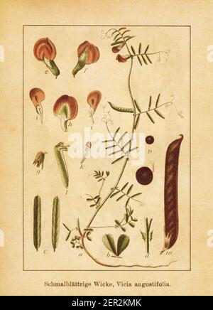 Antique illustration of a vicia augustifolia, also known as vicia sativa, common vetch, tare or garden vetch. Engraved by Jacob Sturm (1771-1848) and Stock Photo