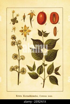 Antique engraving of Cornelian cherry. Illustration by Jacob Sturm (1771-1848) from the book Deutschlands Flora in Abbildungen nach der Natur mit Besc Stock Photo