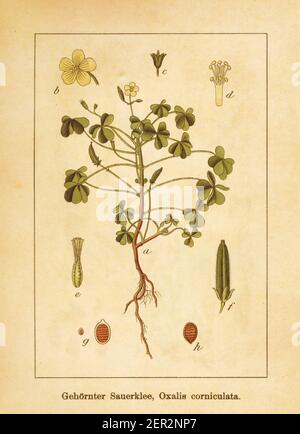 Antique illustration of an oxalis corniculata, also known as creeping woodsorrel, procumbent yellow-sorrel or sleeping beauty. Engraved by Jacob Sturm Stock Photo