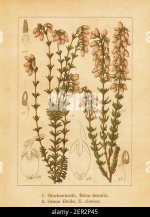 Antique illustration of an erica tetralix (also known as cross-leaved heath or crossleaf heath) and erica cinerea (also known as bell heather, heather Stock Photo