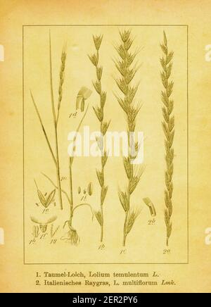 Antique illustration of darnel and Italian ryegrass. Engraving by Jacob Sturm (1771-1848) from the book Deutschlands Flora in Abbildungen nach der Nat Stock Photo