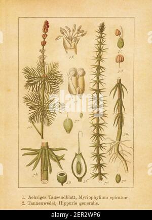 Antique illustration of a myriophyllum spicatum (also known as Eurasian water milfoil or spiked water milfoil) and hippuris vulgaris (also known as co Stock Photo