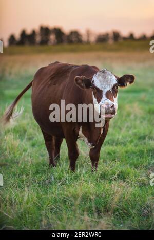 Cow in Pampas Countryside, La Pampa Province, Patagonia, Argentina. Stock Photo