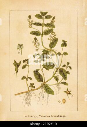 Antique illustration of a veronica beccabunga, also known as European speedwell or brooklime. Engraved by Jacob Sturm (1771-1848) and published in the Stock Photo