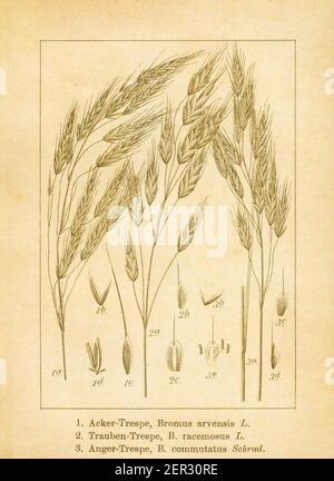 Antique illustration of bromus arvensis (also known as field brome or schrader's brome), bromus racemosus (also known as hairy brome) and bromus commu Stock Photo