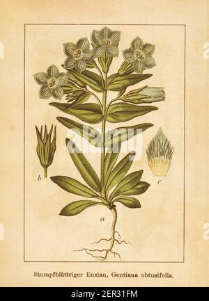 Antique illustration of a gentiana obtusifolia, also known as gentianella campestris or field gentian. Engraved by Jacob Sturm (1771-1848) and publish Stock Photo