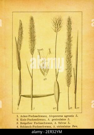 Antique engraving of foxtail, water foxtail and shortawn foxtail. Illustration by Jacob Sturm (1771-1848) from the book Deutschlands Flora in Abbildun Stock Photo