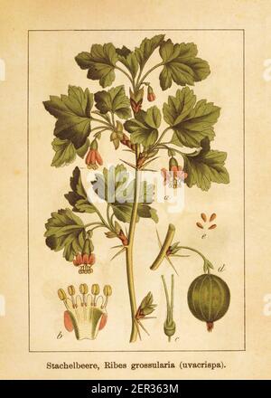 Antique illustration of a ribes grossularia, also known as ribes uva-crispa, gooseberry or European gooseberry. Engraved by Jacob Sturm (1771-1848) an Stock Photo