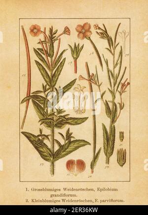 Antique illustration of an epilobium grandiflorum (also known as epilobium hirsutum, great willowherb, great hairy willowherb or hairy willowherb) and Stock Photo