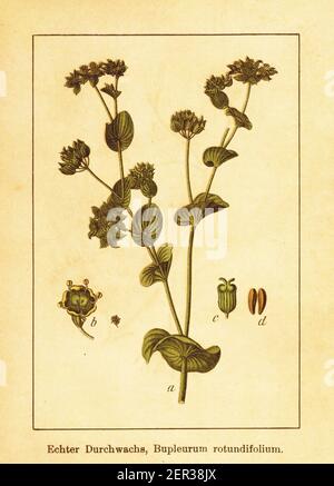 Antique 19th-century illustration ofhare's ear. Engraving by Jacob Sturm (1771-1848) from the book Deutschlands Flora in Abbildungen nach der Natur mi Stock Photo