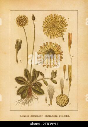 Antique illustration of a hieracium pilosella, also known as mouse-ear hawkweed. Engraved by Jacob Sturm (1771-1848) and published in the book Deutsch Stock Photo