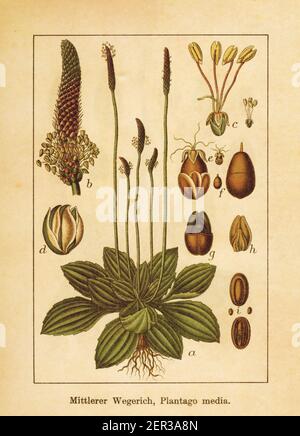 Antique illustration of a plantago media, also known as hoary plantain. Engraved by Jacob Sturm (1771-1848) and published in the book Deutschlands Flo Stock Photo
