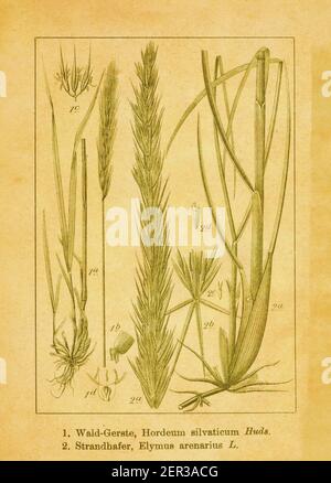 19th-century illustration of Hordeum sylvaticum and lyme grass. Engraving by Jacob Sturm (1771-1848) from the book Deutschlands Flora in Abbildungen n Stock Photo