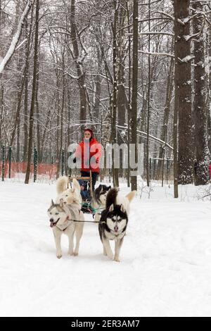 Moscow, Russia - January 30, 2021: Dog sledding in the winter forest. Sled dogs husky in harness. Stock Photo