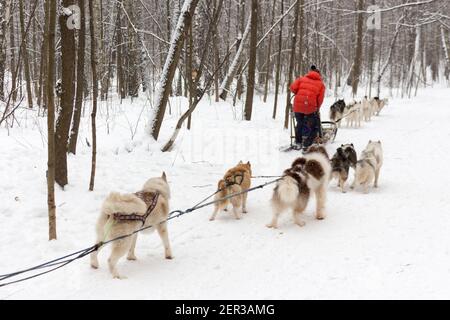 Moscow, Russia - January 30, 2021: Dog sledding in the winter forest. Sled dogs husky in harness. Stock Photo