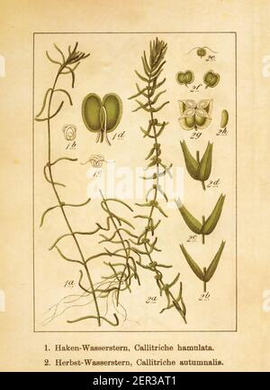 Antique illustration of a callitriche hamulata (also known as intermediate water starwort) and callitriche autumnalis (also known as callitriche herma Stock Photo