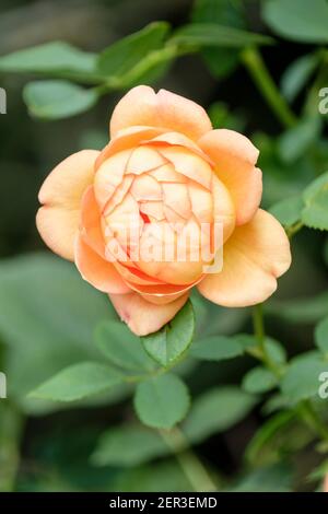 Salmon-pink flower of English shrub rose,  Rosa ‘Lady Of Shalott’. Rose ‘Lady Of Shalott’ Stock Photo