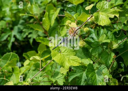 Slaty Skimmer (Libellula incesta) dragonfly perched on a vine. Stock Photo