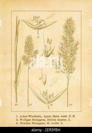 Antique illustration of an apera spica-venti (also known as loose silkybent or common windgrass), holcus lanatus (also known as velvet grass, Yorkshir Stock Photo