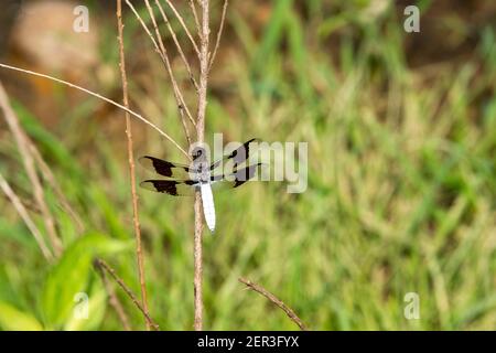 A common whitetail or long-tailed skimmer (Plathemis lydia) rests on a branch. Stock Photo