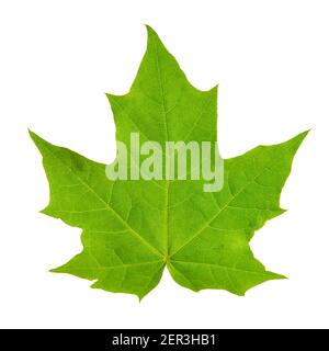 green maple leaf isolated on white background. template element for design Stock Photo