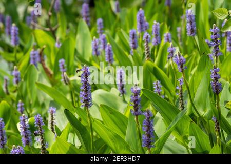 A bee visits pickerel weeds to collect pollen and nectar. Stock Photo