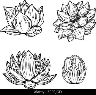 Set of Illustrations of lotus flower in engraving style. Design element ...