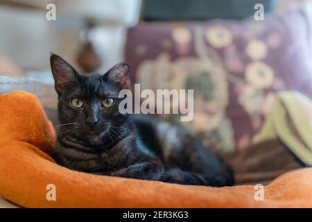 black cat with green eyes lying on an orange blanket, looks at the camera. close up