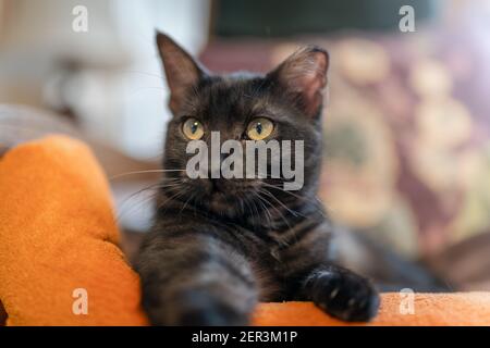 black cat with green eyes lying on an orange blanket, looks at the camera. close up