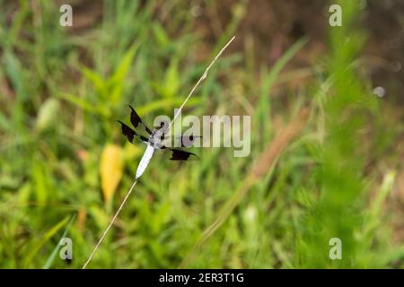 A common whitetail or long-tailed skimmer (Plathemis lydia) rests on a dried stalk. Stock Photo
