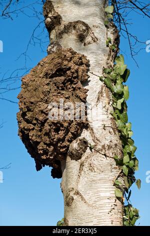 Burl, also knwon as bur or burr, an outgrowth of a Birch tree Stock Photo