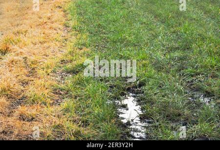 Effect of glyphosate herbicide sprayed on grass, left yellow and dead, right green and alive Stock Photo